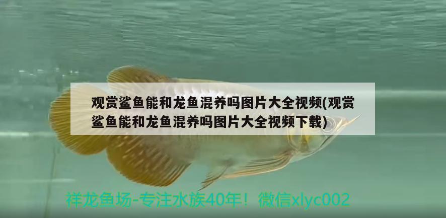 消毒劑廠家排名榜（消毒劑廠家排名榜最新） 馬拉莫寶石魚 第1張