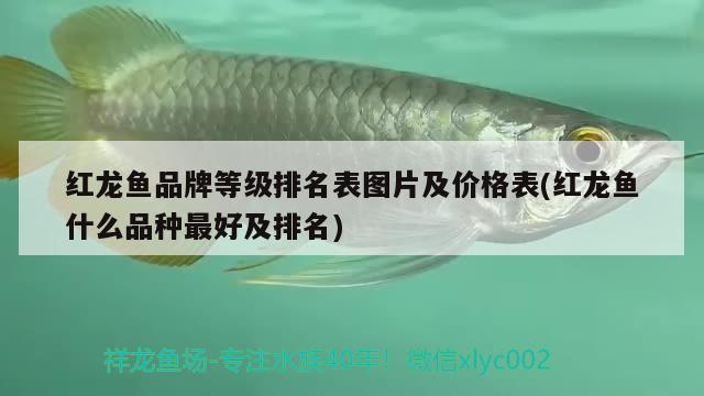 紅龍魚品牌等級排名表圖片及價格表(紅龍魚什么品種最好及排名) 印尼虎苗