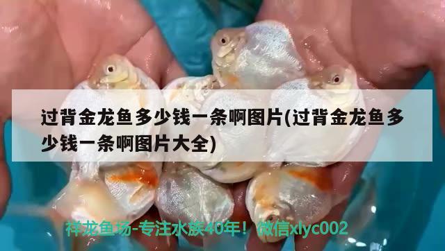 過背金龍魚多少錢一條啊圖片(過背金龍魚多少錢一條啊圖片大全) 過背金龍魚