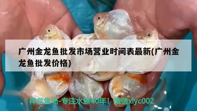 廣州金龍魚批發(fā)市場營業(yè)時間表最新(廣州金龍魚批發(fā)價格) 龍魚批發(fā)