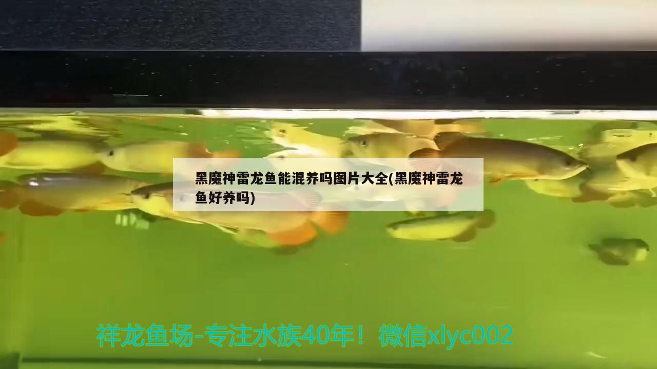 黑魔神雷龍魚能混養(yǎng)嗎圖片大全(黑魔神雷龍魚好養(yǎng)嗎) 赤荔鳳冠魚 第2張