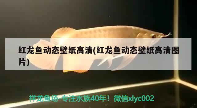 虎魚(yú)暴斃問(wèn)題請(qǐng)教 虎魚(yú)百科 第3張