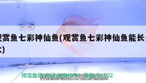 2-3厘米的鱷龜應該幾天喂一次喂什么食物好 朱巴利魚苗 第2張