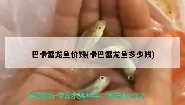 巴卡雷龍魚價(jià)錢(卡巴雷龍魚多少錢) 巴卡雷龍魚