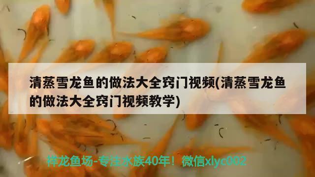 清蒸雪龍魚的做法大全竅門視頻(清蒸雪龍魚的做法大全竅門視頻教學(xué)) 廣州祥龍國(guó)際水族貿(mào)易