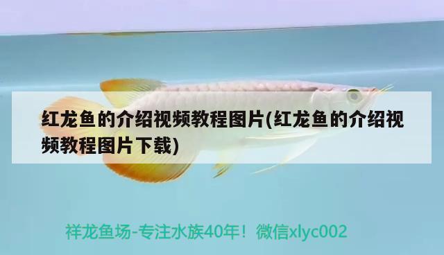 紅龍魚(yú)的介紹視頻教程圖片(紅龍魚(yú)的介紹視頻教程圖片下載)