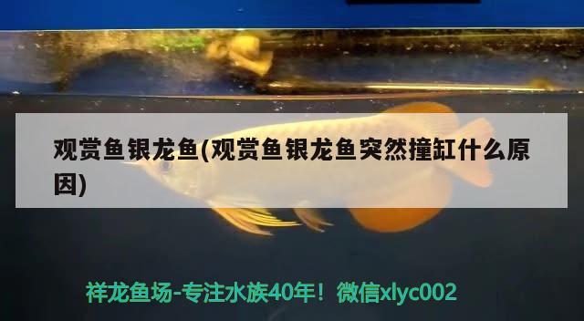 觀賞魚銀龍魚(觀賞魚銀龍魚突然撞缸什么原因) 銀龍魚