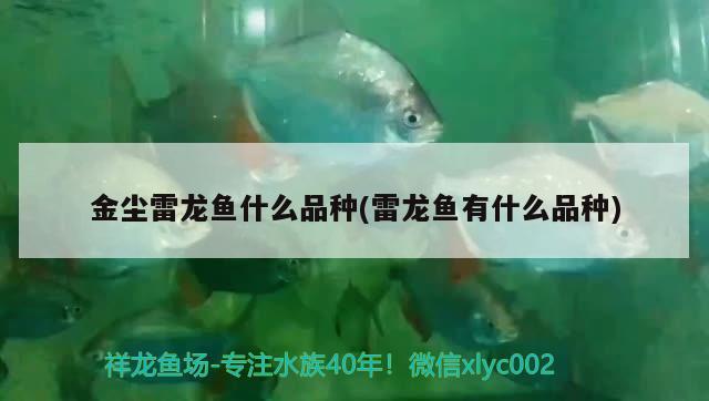 金塵雷龍魚什么品種(雷龍魚有什么品種)