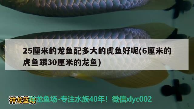 25厘米的龍魚配多大的虎魚好呢(6厘米的虎魚跟30厘米的龍魚) 虎魚百科