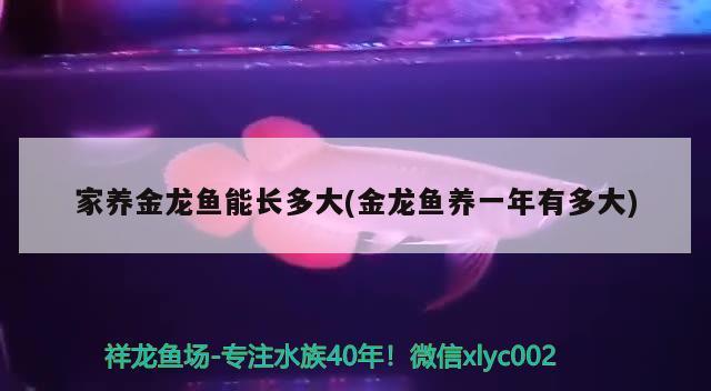 家養(yǎng)金龍魚(yú)能長(zhǎng)多大(金龍魚(yú)養(yǎng)一年有多大) 印尼三紋虎