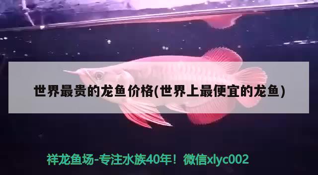 世界最貴的龍魚(yú)價(jià)格(世界上最便宜的龍魚(yú)) 福虎/異型虎魚(yú)/純色虎魚(yú)