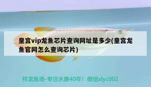 皇宮vip龍魚芯片查詢網(wǎng)址是多少(皇宮龍魚官網(wǎng)怎么查詢芯片) 七彩神仙魚