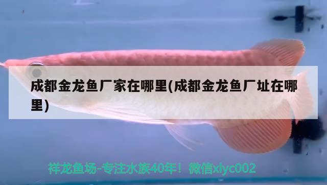 成都金龍魚廠家在哪里(成都金龍魚廠址在哪里) 白化巴西龜（白巴）