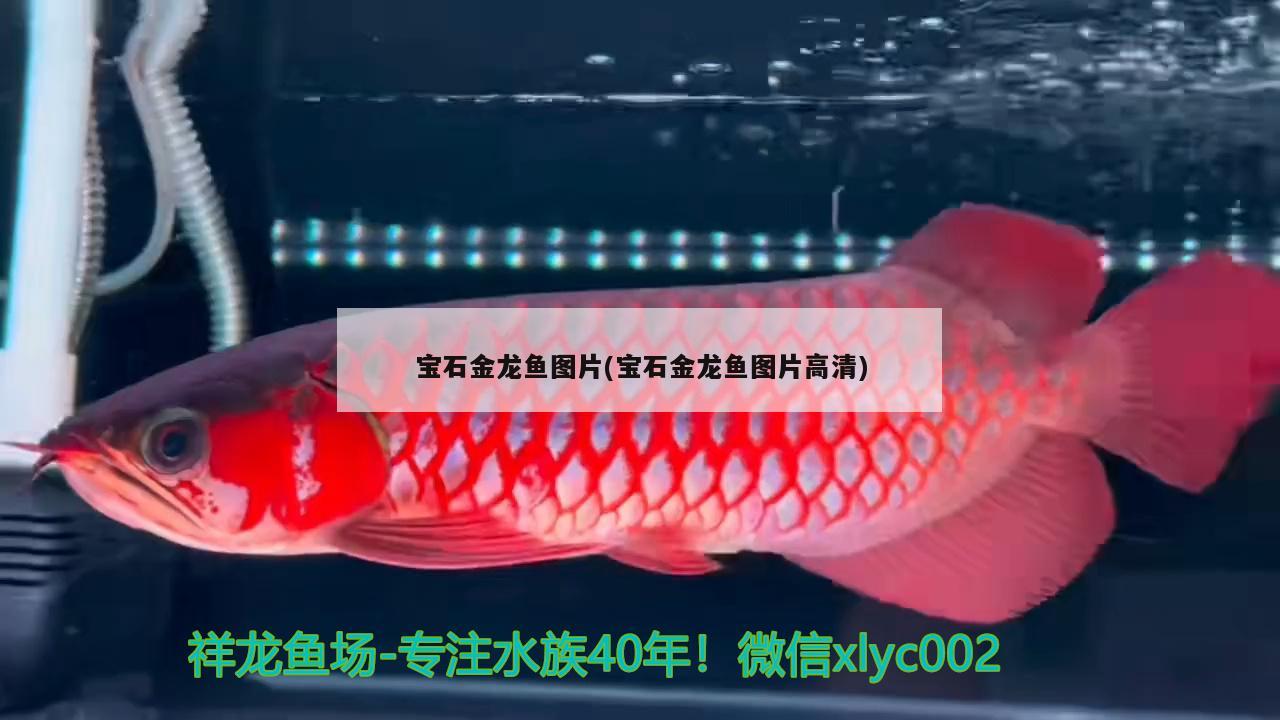 寶石金龍魚圖片(寶石金龍魚圖片高清) 水族燈（魚缸燈）