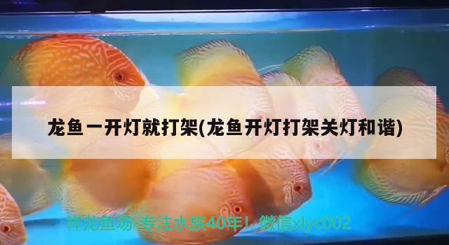 ［萬圣節(jié)］+愛養(yǎng)魚無奈魚缸吵