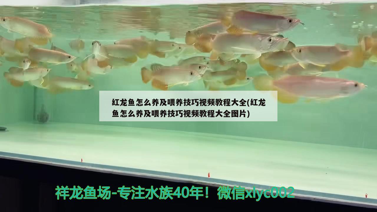 樂山魚缸師傅招聘信息網(wǎng)最新 樂山成品魚養(yǎng)殖基地 錦鯉魚