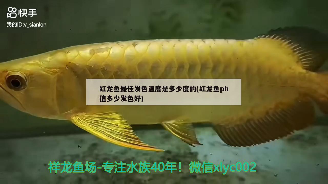 仙塔蘭姆紅帝王雷龍魚苗（紅帝王雷龍魚百科） 帝王迷宮魚 第1張