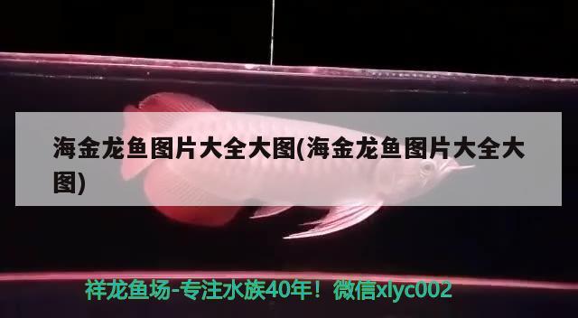 請(qǐng)問90缸褐藻與螺平衡？ 名貴錦鯉魚 第2張