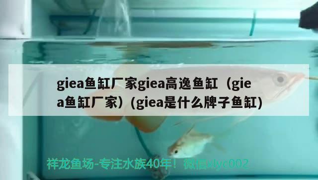 giea魚(yú)缸廠家giea高逸魚(yú)缸（giea魚(yú)缸廠家）(giea是什么牌子魚(yú)缸)