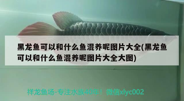 家養(yǎng)銀龍魚(yú)有什么講究養(yǎng)多少好(家里養(yǎng)銀龍魚(yú)養(yǎng)幾條最好) 銀龍魚(yú)百科 第2張