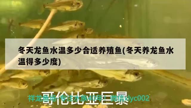 冬天龍魚(yú)水溫多少合適養(yǎng)殖魚(yú)(冬天養(yǎng)龍魚(yú)水溫得多少度)