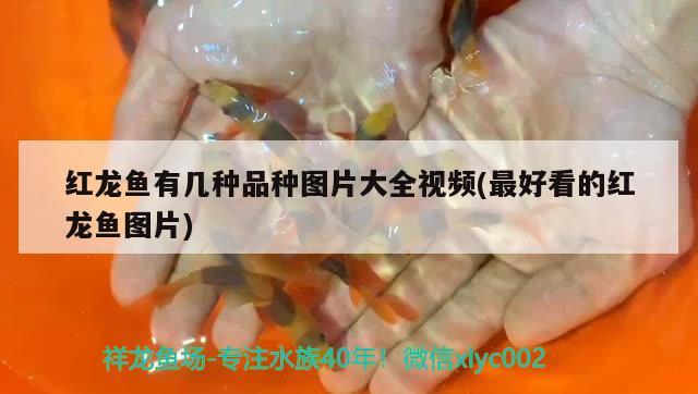 紅龍魚有幾種品種圖片大全視頻(最好看的紅龍魚圖片) 黃金眼鏡蛇雷龍魚