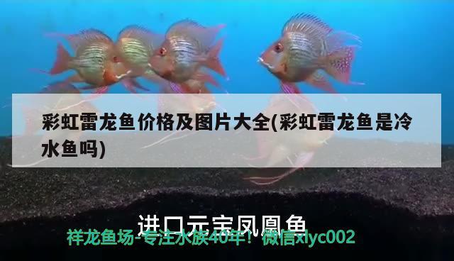 彩虹雷龍魚價(jià)格及圖片大全(彩虹雷龍魚是冷水魚嗎)