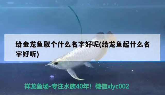 給金龍魚取個什么名字好呢(給龍魚起什么名字好聽) 哥倫比亞巨暴魚苗