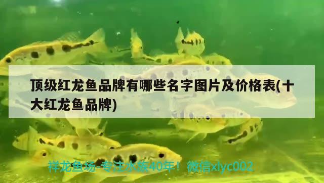 頂級紅龍魚品牌有哪些名字圖片及價格表(十大紅龍魚品牌) 觀賞魚市場 第2張