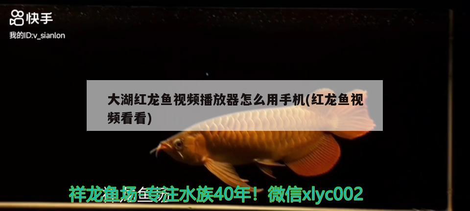 大湖紅龍魚視頻播放器怎么用手機(紅龍魚視頻看看)