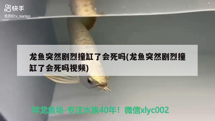 龍魚突然劇烈撞缸了會死嗎(龍魚突然劇烈撞缸了會死嗎視頻) 鐵甲武士