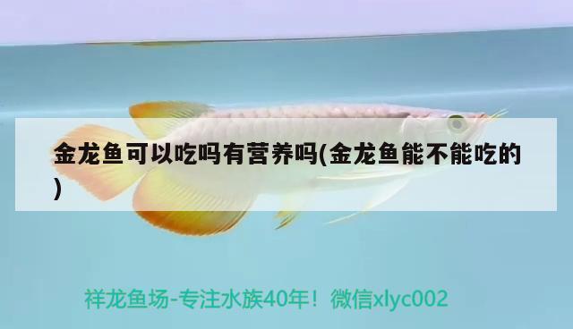 金龍魚可以吃嗎有營養(yǎng)嗎(金龍魚能不能吃的)