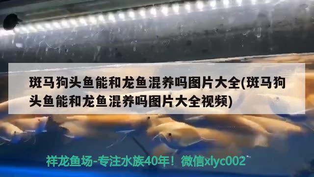 斑馬狗頭魚能和龍魚混養(yǎng)嗎圖片大全(斑馬狗頭魚能和龍魚混養(yǎng)嗎圖片大全視頻)