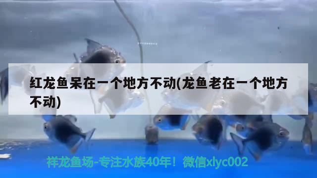 廣州哪里有金龍魚批發(fā)市場賣魚的店子(廣州哪里批發(fā)銀龍魚市場)