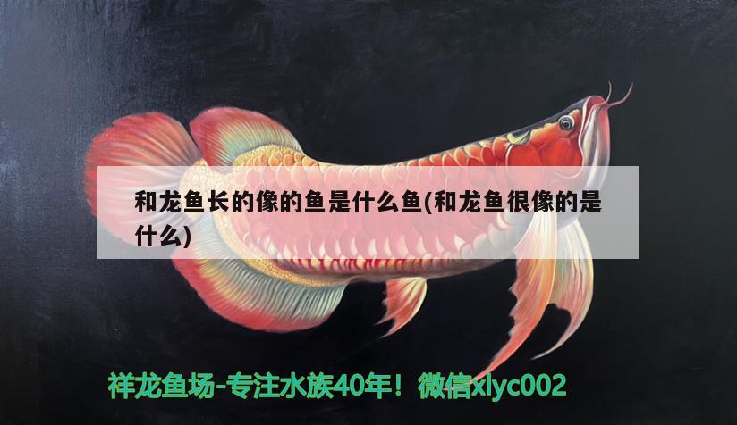 和龍魚長的像的魚是什么魚(和龍魚很像的是什么) 玫瑰銀版魚