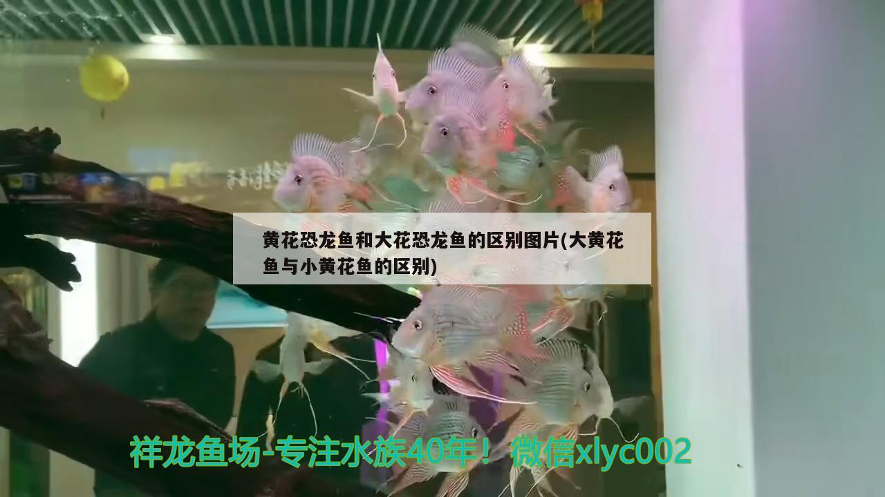 黃花恐龍魚和大花恐龍魚的區(qū)別圖片(大黃花魚與小黃花魚的區(qū)別) 水溫計