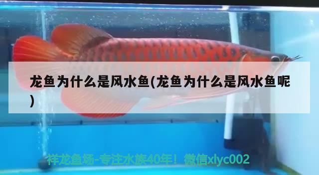 龍魚為什么是風水魚(龍魚為什么是風水魚呢) 魚缸風水