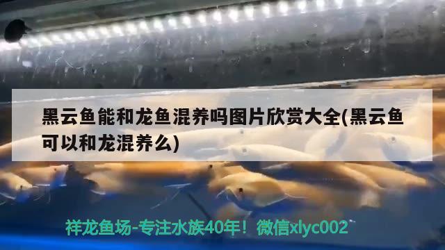 稻田養(yǎng)魚利弊分析和稻田養(yǎng)魚利弊分析和養(yǎng)魚利弊分析，海洋生態(tài)系統(tǒng)的影響 溫控設(shè)備 第1張