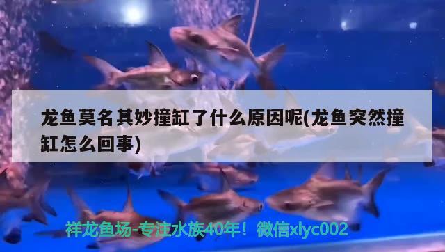 龍魚莫名其妙撞缸了什么原因呢(龍魚突然撞缸怎么回事) 銀龍魚百科