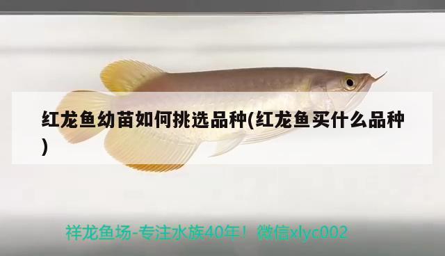 紅龍魚幼苗如何挑選品種(紅龍魚買什么品種)