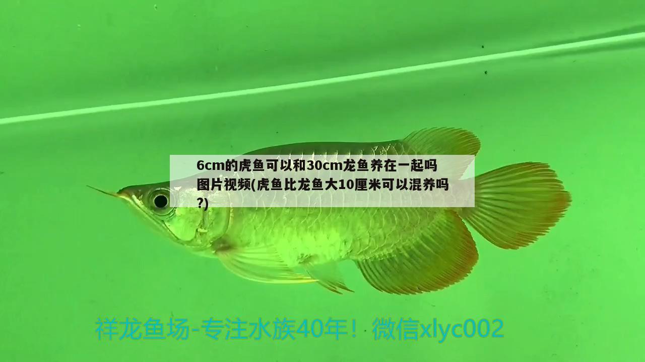 6cm的虎魚可以和30cm龍魚養(yǎng)在一起嗎圖片視頻(虎魚比龍魚大10厘米可以混養(yǎng)嗎?) 虎魚百科