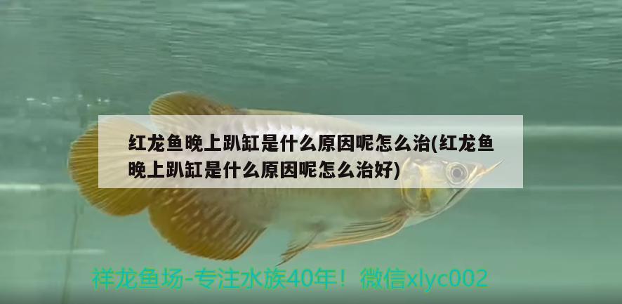 紅龍魚晚上趴缸是什么原因呢怎么治(紅龍魚晚上趴缸是什么原因呢怎么治好) 水族維護(hù)服務(wù)（上門）