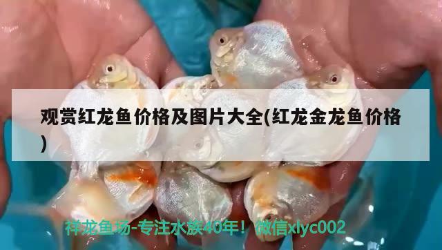 觀賞紅龍魚價(jià)格及圖片大全(紅龍金龍魚價(jià)格) 定時(shí)器/自控系統(tǒng)