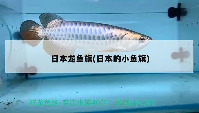 日本龍魚旗(日本的小魚旗) 藍底過背金龍魚