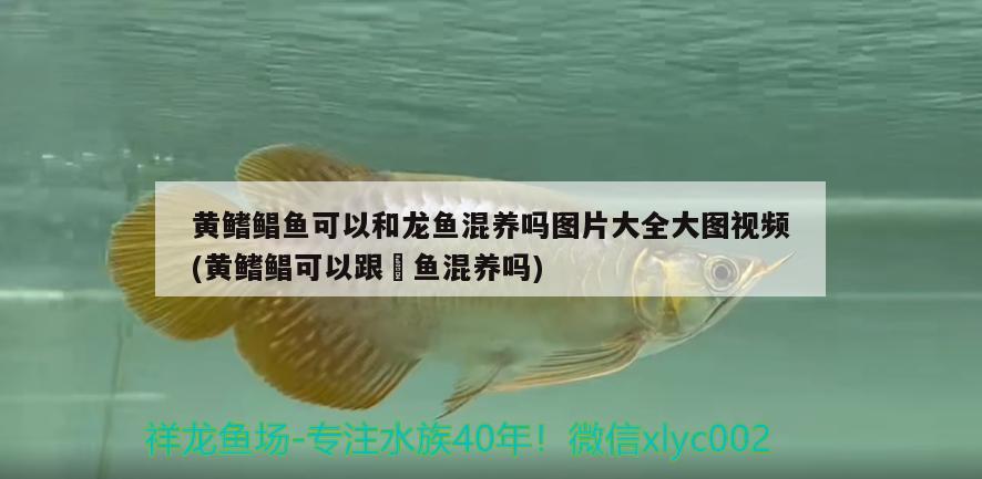 黃鰭鯧魚可以和龍魚混養(yǎng)嗎圖片大全大圖視頻(黃鰭鯧可以跟魟魚混養(yǎng)嗎)