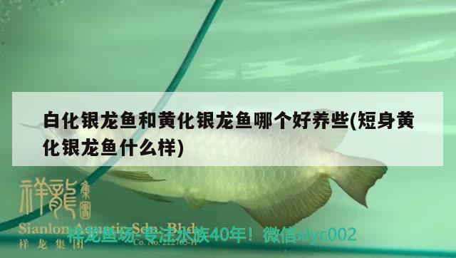 白化銀龍魚和黃化銀龍魚哪個好養(yǎng)些(短身黃化銀龍魚什么樣) 銀龍魚百科