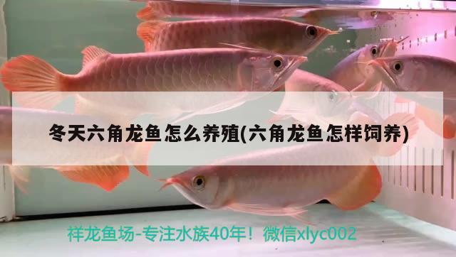 冬天六角龍魚怎么養(yǎng)殖(六角龍魚怎樣飼養(yǎng))