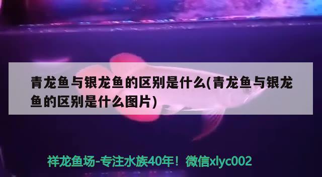 青龍魚與銀龍魚的區(qū)別是什么(青龍魚與銀龍魚的區(qū)別是什么圖片) 青龍魚