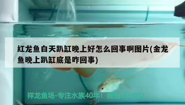 大泰虎46公分 泰國(guó)虎魚 第3張