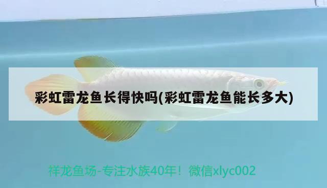 彩虹雷龍魚長得快嗎(彩虹雷龍魚能長多大)